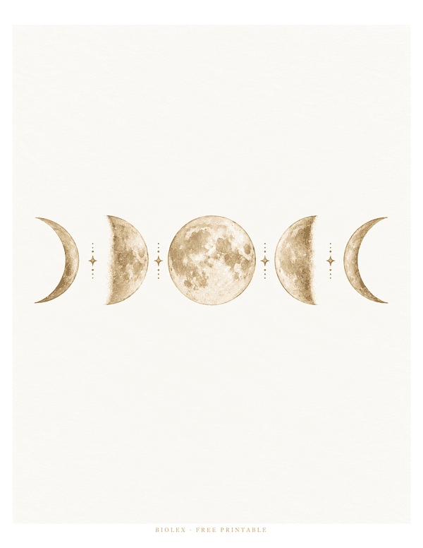 Preview of Moon Phases, Free Printable