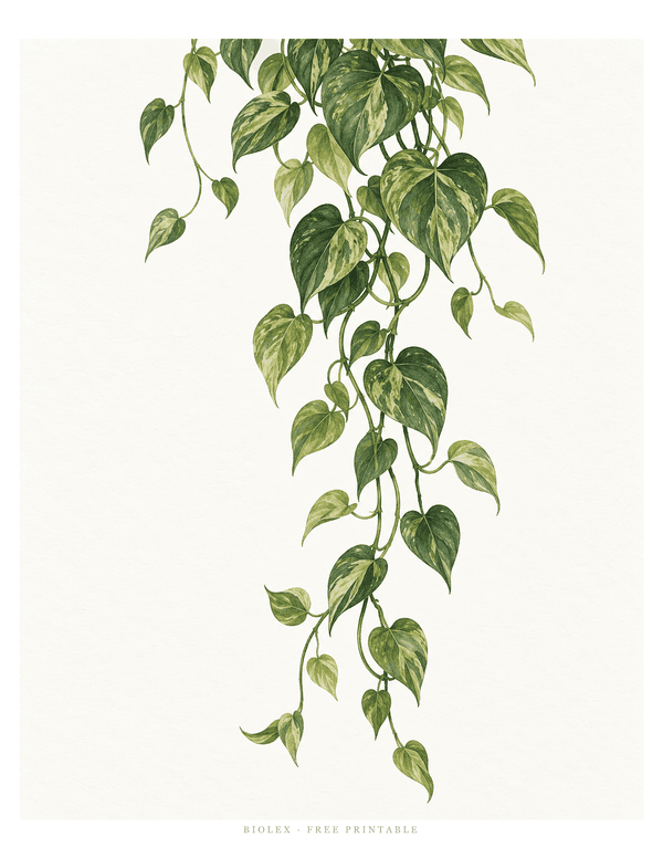 Preview of Trailing Pothos Vine, Free Printable