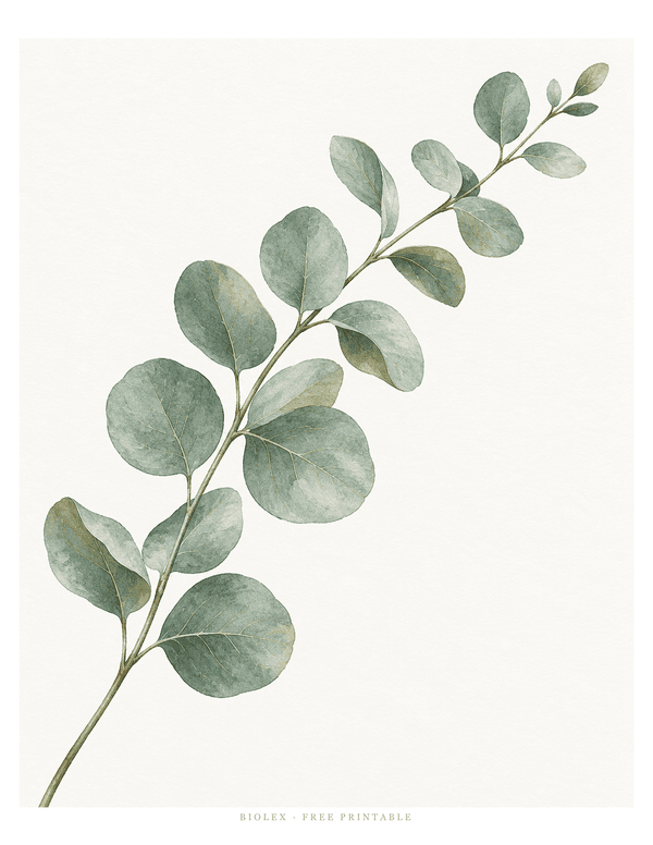 Preview of Eucalyptus Sprig, Free Printable